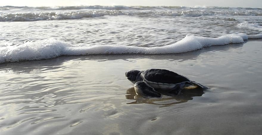 Μια μικρή χελώνα ανασύρθηκε νεκρή από μολυσμένη περιοχή ανοικτά της Καρπασίας